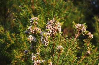 The Best Western Australian Native Flowers