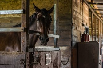 Graze Anatomy: First-Time Horse Owners Advice