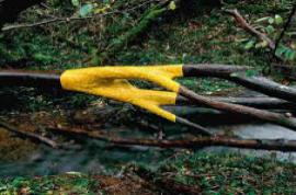 Leaning Into the Wind: Andy Goldsworthy
