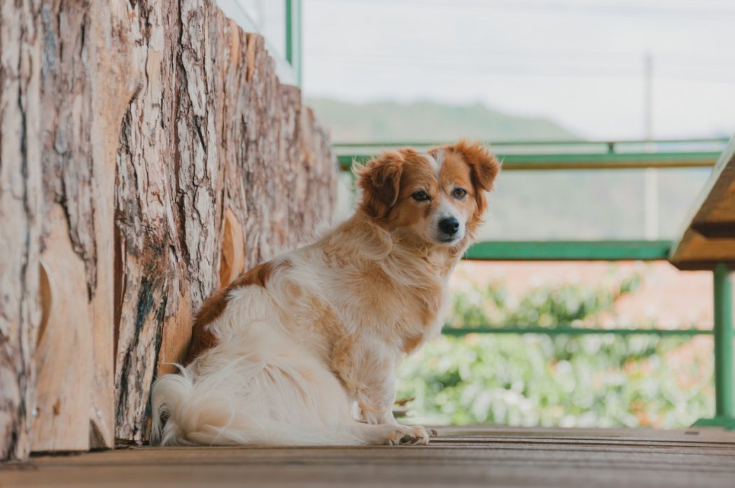 photo-of-a-dog-sitting-on-wood-flooring-1635185