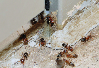 Effective Ways to Get Rid of Pests in your Home