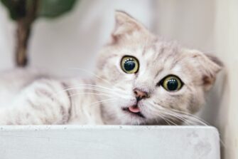 What to Know About CBD Oil for Cats?