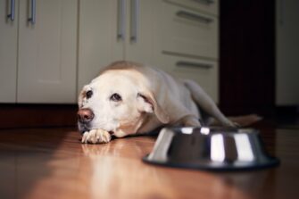 All About Separation Anxiety in Dogs