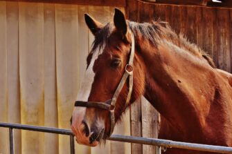 How to build a horse stable at home: The ultimate guide to building a stable