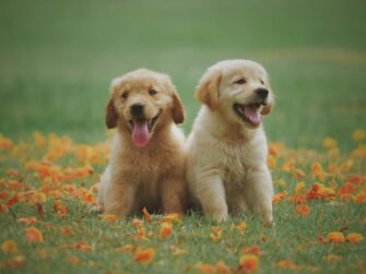 Here’s How to Save Money When Adopting a Golden Retriever Puppy