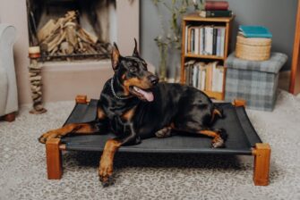 Why European Doberman Puppies Make Excellent Pets