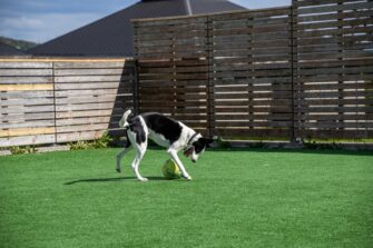 Why Artificial Grass is actually a Game-Changer for Pet Owners