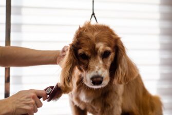 Signs That Your Dog Is In Distress And Needs Grooming