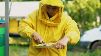 A Beginner’s Guide To Caring For Bees